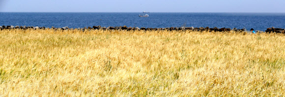 바닷가 청보리밭 산책