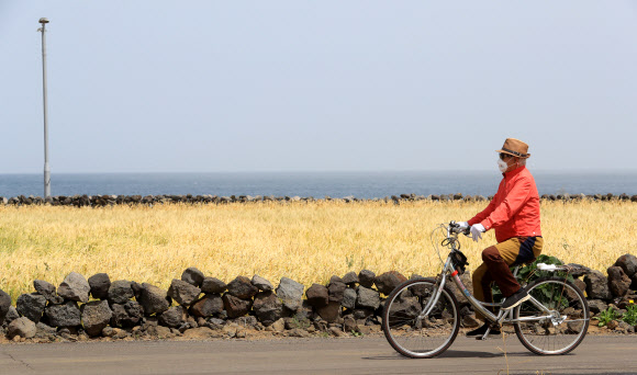 바닷가 청보리밭 산책