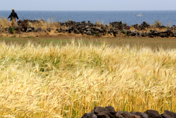 바닷가 청보리밭 산책