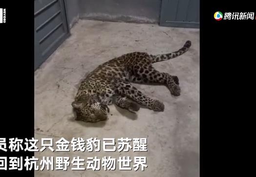 항저우 야생동물원 탈출했다가 포획된 표범. SNS 캡처