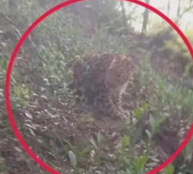 항저우 야생동물원 탈출했다가 포획된 표범. SNS 캡처