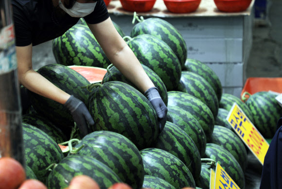 이른 더위가 반가운 수박