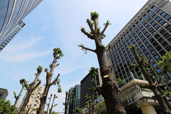 도심 속 선인장? 군락