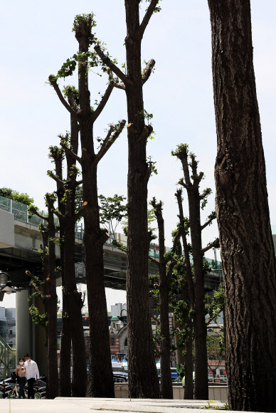 무자비한 가지치기에 ‘닭발 가로수’ 신세 전락