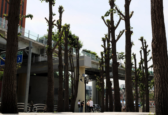 무자비한 가지치기 후..