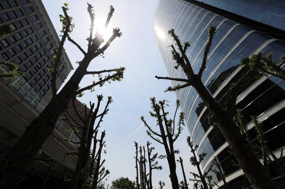 도심 속 선인장? 군락