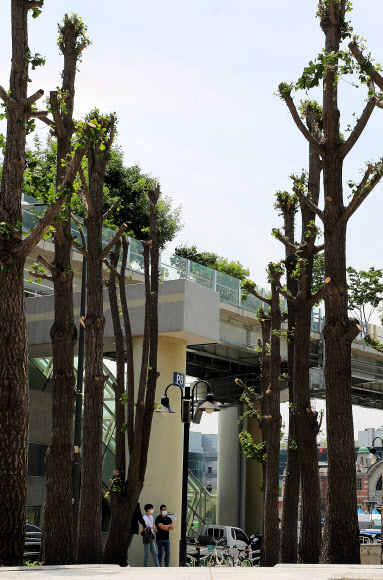 도심 속 선인장? 군락