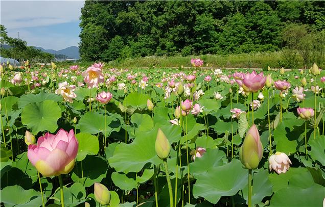 15일 개장하는 수변 4계절 생태공원인 거창창포원.