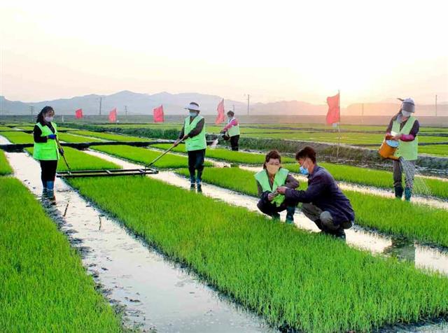 북한, 농번기 본격 시작…“당면한 영농공정 힘있게 추진”