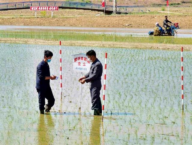 모내기 시작한 북한 “농업 일꾼들과 근로자들이 책임감 자각해야”