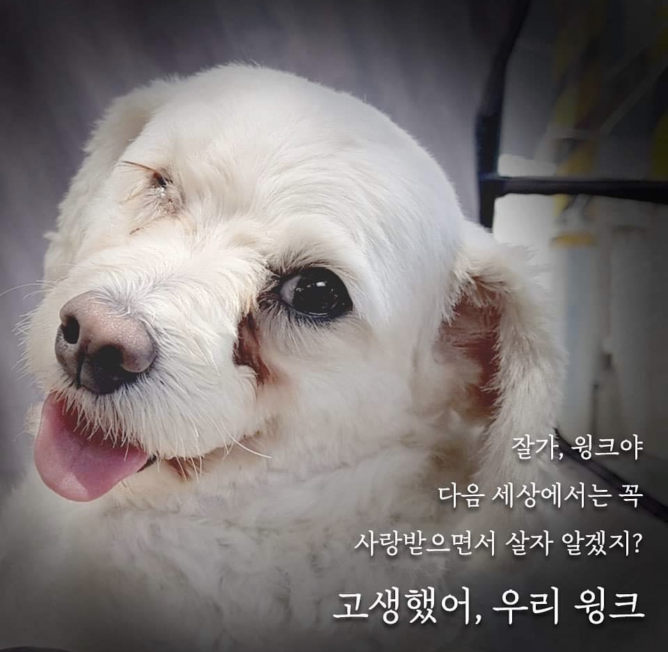 보호소가 생의 전부였던, 한쪽 눈이 참 예뻤던 윙크.