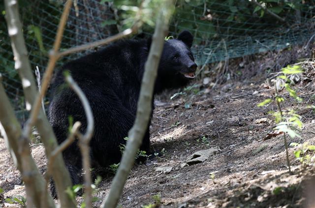 19일 오후 울산 울주군 범서읍 한 농장 인근에 반달곰으로 추정되는 곰이 나타나 주변을 서성거리고 있다. 2021.5.19 뉴스1