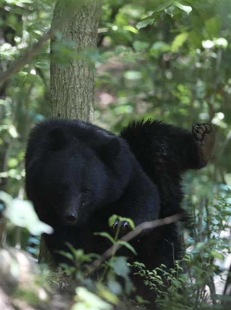19일 오후 울산 울주군 범서읍 한 농장 인근에 반달곰으로 추정되는 곰이 나타나 주변을 서성거리고 있다. 2021.5.19 뉴스1