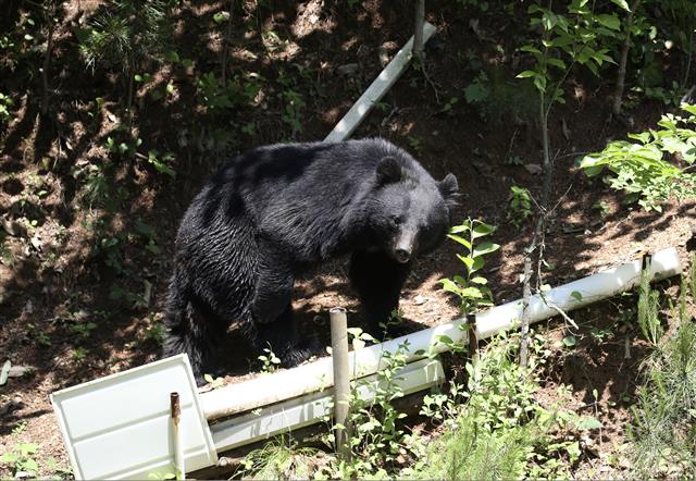 19일 오후 울산 울주군 범서읍 한 농장 인근에 반달곰으로 추정되는 곰이 나타나 주변을 서성거리고 있다. 2021.5.19 뉴스1