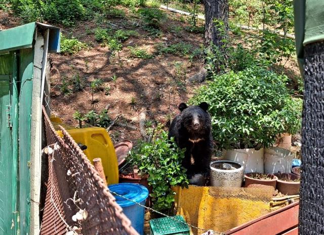 19일 오전 10시54분께 울산 범서읍 서사리의 한 농장에 곰이 나타났다는 신고가 접수돼 소방당국이 안전조치를 하고 있다.2021.5.19 울산소방본부 제공