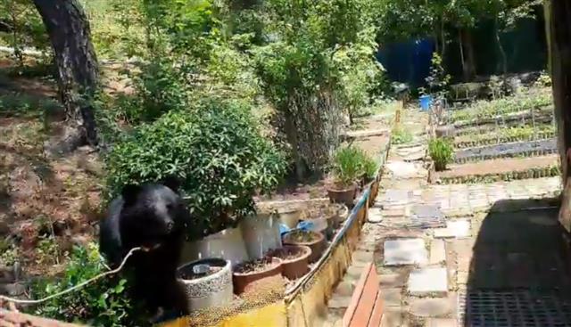 19일 오전 10시54분께 울산 범서읍 서사리의 한 농장에 곰이 나타났다는 신고가 접수돼 소방당국이 안전조치를 하고 있다. 2021.5.19 울산소방본부 제공