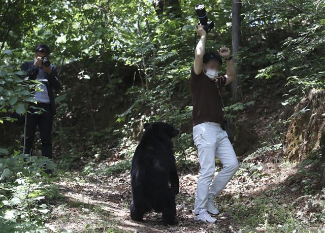 19일 오후 울산 울주군 범서읍 한 농장 인근에 반달곰으로 추정되는 곰이 나타나 주변을 서성거리고 있다. 2021.5.19 뉴스1
