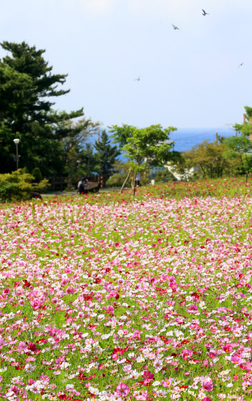 ‘벌써 코스모스가 활짝’