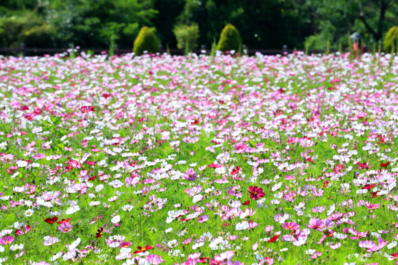 ‘벌써 코스모스가 활짝’