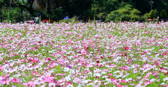 ‘벌써 코스모스가 활짝’