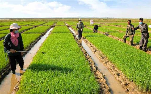 북한 노동당 기관지 노동신문은 29일 ‘모내기가 하루 늦어져도 수확고가 떨어진다, 적기를 놓치지 말자’라는 제목의 특집 기사와 관련 사진 여러 장을 실었다. 사진은 마스크를 착용하고 모내기에 열중하고 있는 농민들.  평양 노동신문 뉴스1
