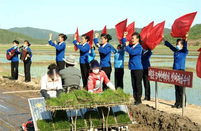 북한 노동당 기관지 노동신문은 29일 ‘모내기가 하루 늦어져도 수확고가 떨어진다, 적기를 놓치지 말자’라는 제목의 특집 기사와 관련 사진 여러 장을 실었다. 사진은 선전선동이 활발하게 진행되고 있는 농촌의 모습.   평양 노동신문 뉴스1
