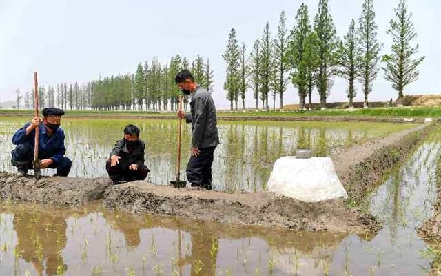북한 노동당 기관지 노동신문은 29일 ‘모내기가 하루 늦어져도 수확고가 떨어진다, 적기를 놓치지 말자’라는 제목의 특집 기사와 관련 사진 여러 장을 실었다. 신문은 “쌀이자 곧 사회주의이고 알곡증산이자 우리 혁명의 힘찬 전진”이라며 의미를 부여했다.  평양 노동신문 뉴스1