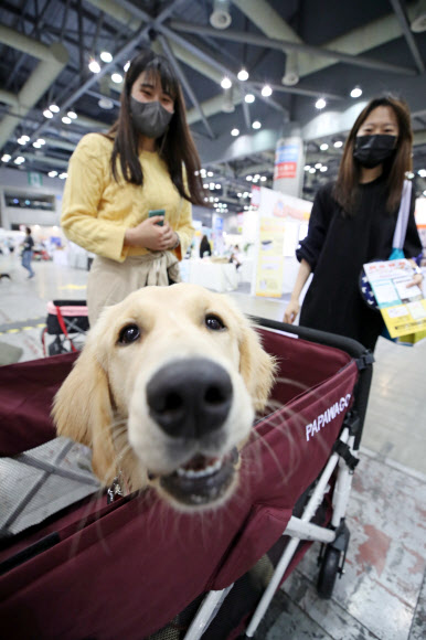 ‘우리 강아지 위한 유모차’