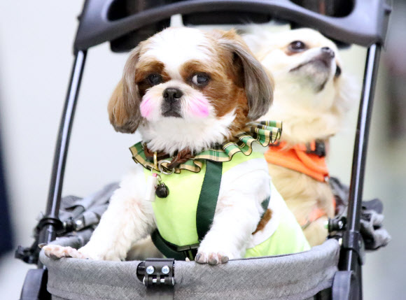 ‘나들이용 화장?’