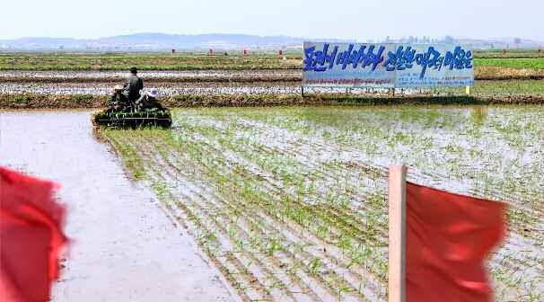 북한 노동당 기관지 노동신문은 31일 전국적으로 모내기 성과가 확대되고 있으며 매일 계획을 넘쳐 수행하고 있다고 1면에 보도했다. 신문은 “성, 중앙기관과 도, 시, 군 그리고 기관, 공장, 기업소의 일꾼들과 근로자들이 모내기를 노력적으로, 물질적으로 적극 도와나서고 있다”라고 전했다.  평양 노동신문 뉴스1