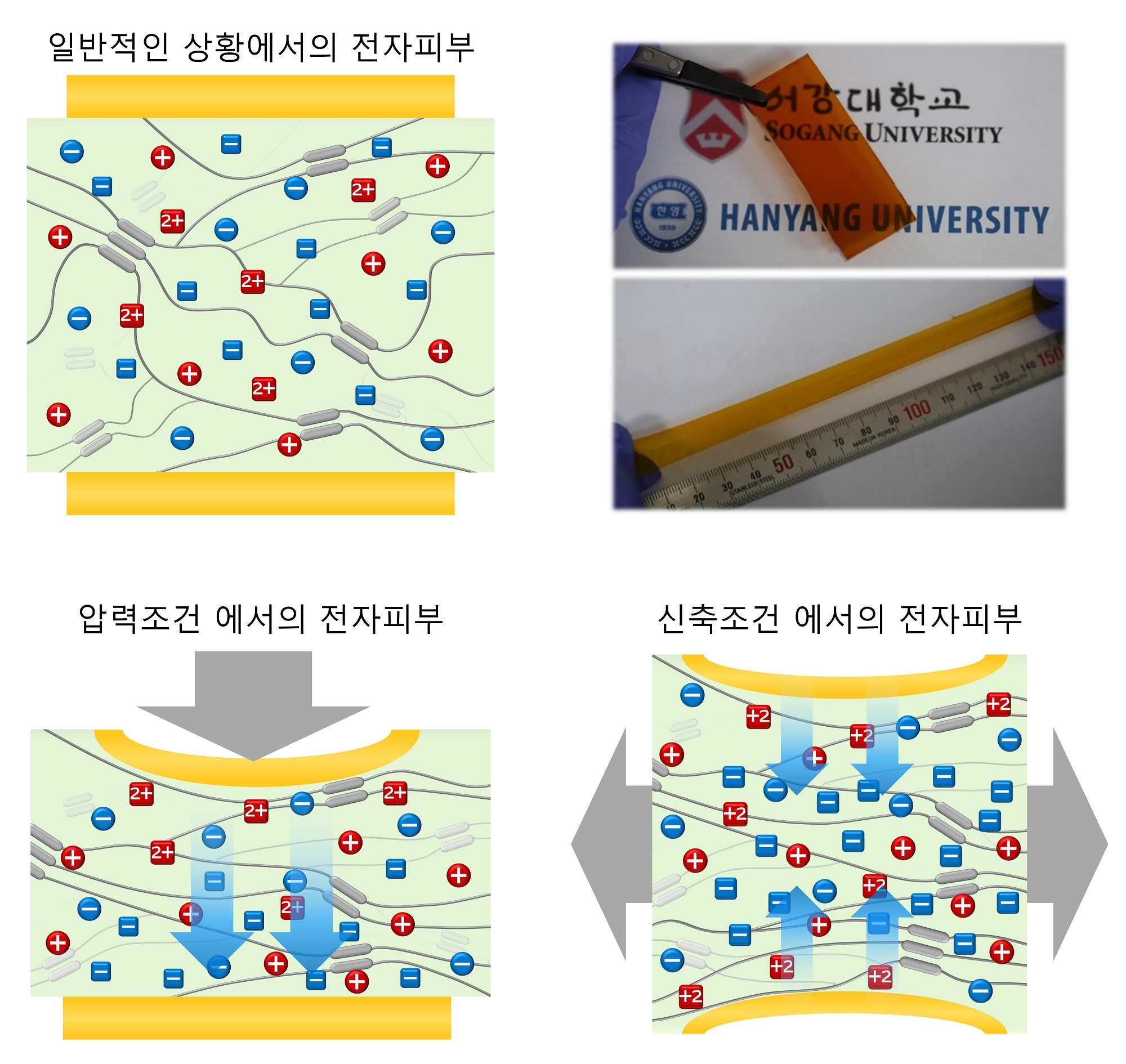 힘의 변화에 따른 포토닉 전자피부 내부이온 분포 변화