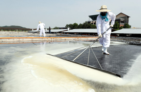 소금 수확의 계절