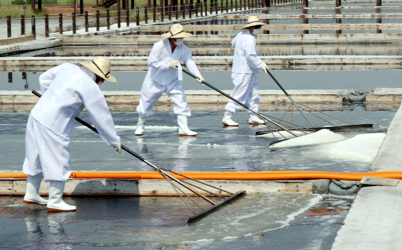 인천 소래습지생태공원 올해 첫 천일염 수확