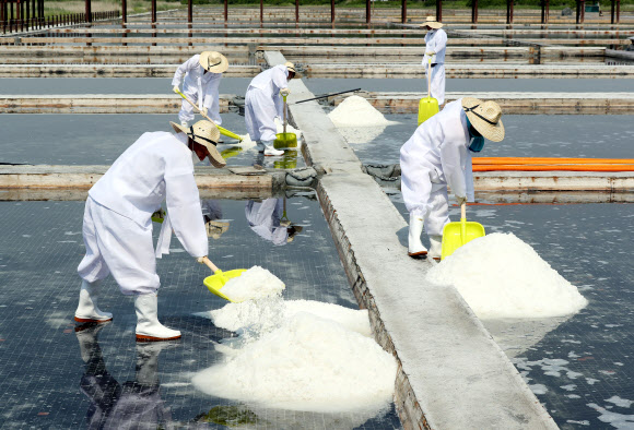 인천 소래습지생태공원 올해 첫 천일염 수확