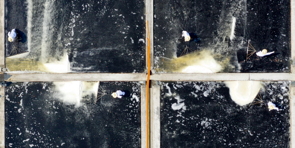 ‘올해 첫 천일염 수확합니다’