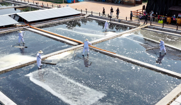 ‘올해 첫 천일염 수확합니다’