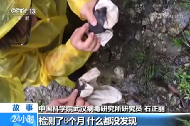 2017년 12월 29일 중국 CCTV에 방영된 영상에서 우한바이러스연구소의 연구진들이 맨손으로 박쥐 배설물을 채취하고 있다. 유튜브 
