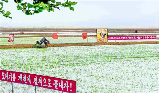 북한 노동당 기관지 노동신문은 3일 모내기를 제철에 질적으로 끝내라고 재차 주문했다. 신문은 “최적기는 얼마 남지 않았다”면서 “모내기의 성과적 결속을 위해 총매진하라”라고 촉구했다. 평양 노동신문 뉴스1