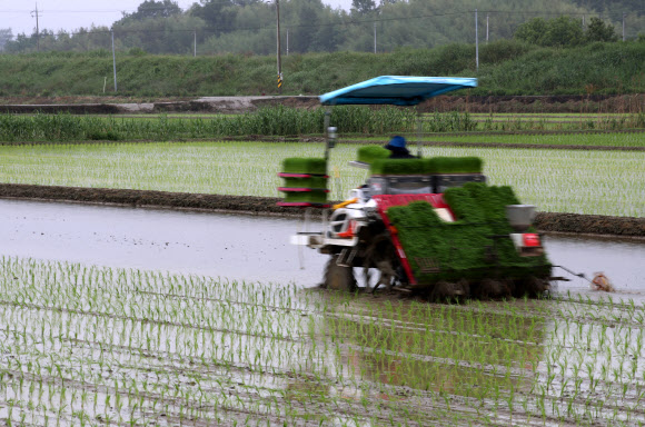 단비가 내리는 3일 전남 나주시 반남면에서 한 농부가 이양기를 이용해 논에 모내기하고 있다. 2021.6.3  연합뉴스