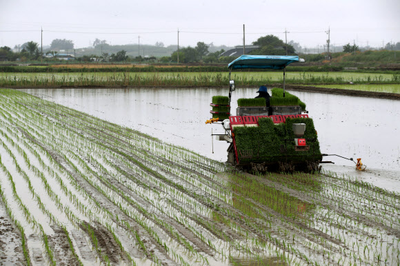 단비가 내리는 3일 전남 나주시 반남면에서 한 농부가 이양기를 이용해 논에 모심기하고 있다. 2021.6.3  연합뉴스