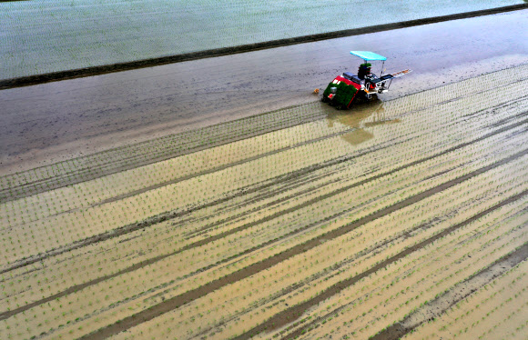 단비가 내리는 3일 전남 나주시 반남면에서 농부가 이앙기를 이용해 논에 모내기하고 있다. 2021.6.3  연합뉴스