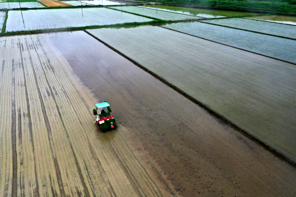 단비가 내리는 3일 전남 나주시 반남면에서 농부가 이양기를 이용해 논에 모심기하고 있다. 2021.6.3  연합뉴스