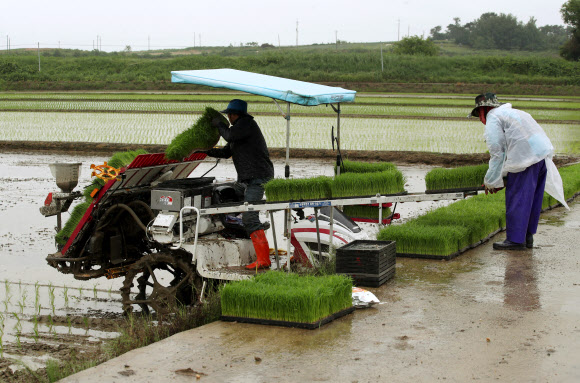 단비가 내리는 3일 전남 나주시 반남면에서 모심기하는 농부들이 모를 이앙기에 싣고 있다. 2021.6.3  연합뉴스