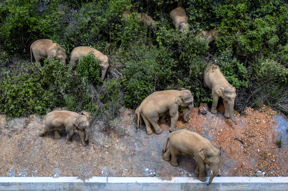 지난 2일 중국 윈난성의 성도 쿤밍 시에 도착한 아시아코끼리 15마리가 지난달 28일 이샨현에 머무를 때 항공 촬영한 사진이다. 신화 통신 자료사진 AP 연합뉴스 