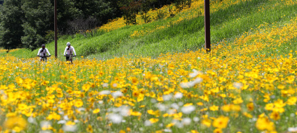 4일 오후 화창한 날씨 속에 세종시 금강 변에 노랗게 만개한 금계국 사이로 시민들이 라이딩을 즐기고 있다. 2021.6.4  연합뉴스