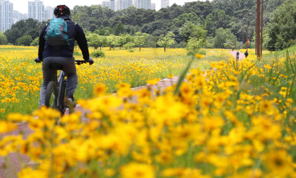 4일 오후 화창한 날씨 속에 세종시 금강 변에 노랗게 만개한 금계국 사이로 시민들이 라이딩을 즐기고 있다. 2021.6.4  연합뉴스