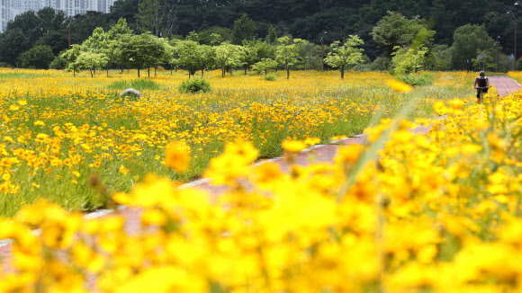 4일 오후 화창한 날씨 속에 세종시 금강 변에 노랗게 만개한 금계국 사이로 시민들이 라이딩을 즐기고 있다. 2021.6.4  연합뉴스