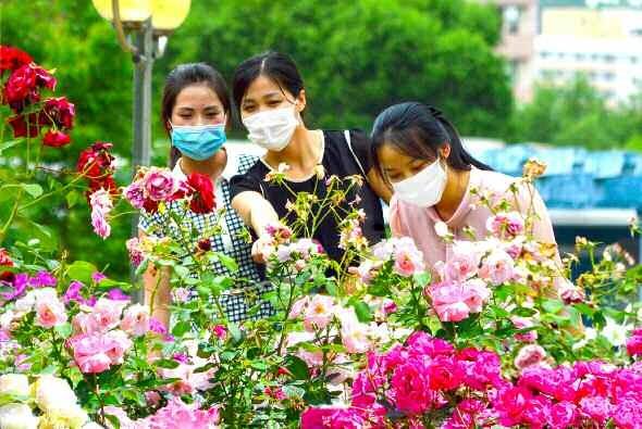북한 노동당 기관지 노동신문은 6일 ‘수도의 풍치를 돋우어주는 장미꽃 풍경’이라는 제목으로 평양 시내 사진 여러 장을 실었다. 신문은 “출퇴근길과 작업의 휴식참에도 활짝 피어난 장미꽃을 보며 조국에 대한 사랑과 희망찬 내일을 제 손으로 기어이 앞당겨올 일념으로 가슴을 불태우는 우리 인민”이라고 전했다.  평양 노동신문 뉴스1