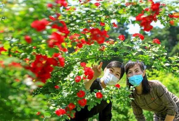 북한 노동당 기관지 노동신문은 6일 ‘수도의 풍치를 돋우어주는 장미꽃 풍경’이라는 제목으로 평양 시내 사진 여러 장을 실었다. 신문은 “출퇴근길과 작업의 휴식참에도 활짝 피어난 장미꽃을 보며 조국에 대한 사랑과 희망찬 내일을 제 손으로 기어이 앞당겨올 일념으로 가슴을 불태우는 우리 인민”이라고 전했다.  평양 노동신문 뉴스1