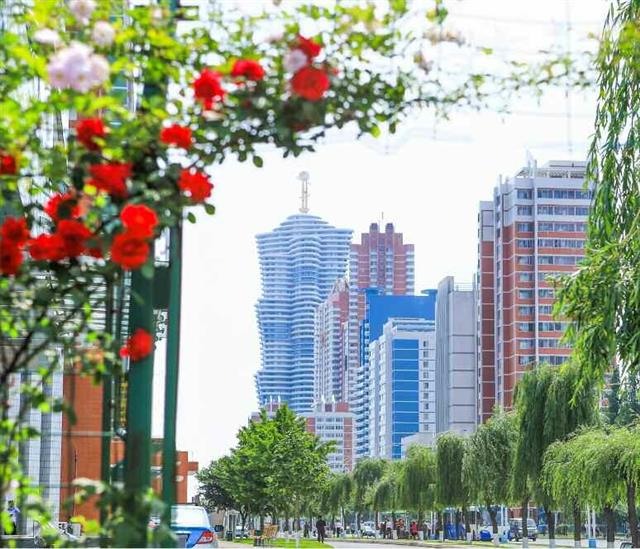 북한 노동당 기관지 노동신문은 6일 ‘수도의 풍치를 돋우어주는 장미꽃 풍경’이라는 제목으로 평양 시내 사진 여러 장을 실었다. 신문은 “수도의 거리에 펼쳐진 장미꽃 풍경은 창조의 숨결로 높뛰고 내일에 대한 희망으로 충만된 우리의 생활을 더욱 약동하게 해주고 있다”라고 전했다.  평양 노동신문 뉴스1